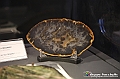 VBS_1082 - Riapre il Museo di Scienze Naturali dopo dieci anni di chiusura